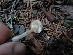 Entoloma sericellum