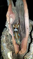 Colossopus redtenbacheri