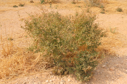 Large Heliotrope (Heliotropium giessii)