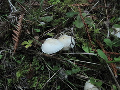 Entoloma sericellum