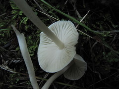 Entoloma sericellum
