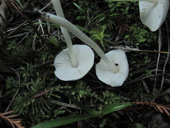 Entoloma sericellum