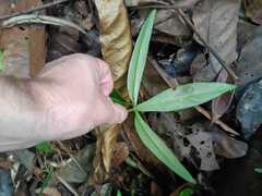 Philodendron hylaeae, photograph (c) Guillaume Delaitre, some rights reserved (CC BY)