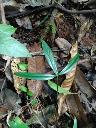 Philodendron hylaeae, photograph 3