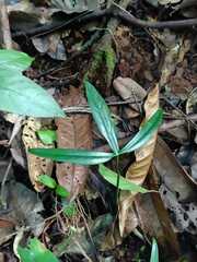Philodendron hylaeae, photograph (c) Guillaume Delaitre, some rights reserved (CC BY)