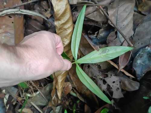 Philodendron hylaeae, photograph 5