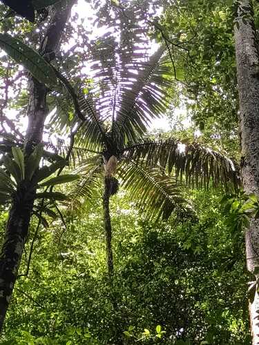 Oenocarpus bataua, photograph 3