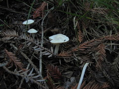Entoloma sericellum