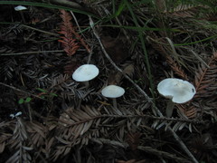 Entoloma sericellum