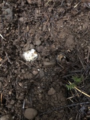 Hymenogaster parksii