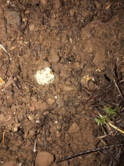 Hymenogaster parksii