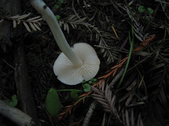Entoloma sericellum