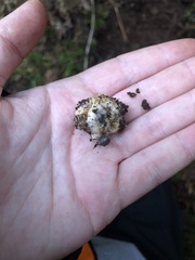 Hymenogaster parksii