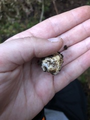 Hymenogaster parksii