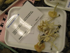 Entoloma sericellum