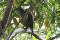 Ptiloris paradiseus