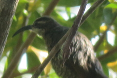 Ptiloris paradiseus