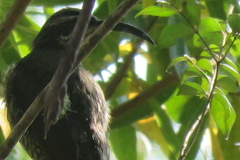 Ptiloris paradiseus