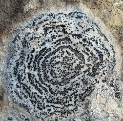 Rhizocarpon concentricum