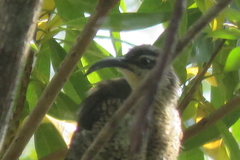 Ptiloris paradiseus