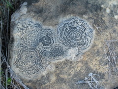 Rhizocarpon concentricum