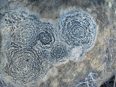 Rhizocarpon concentricum