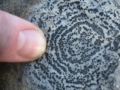 Rhizocarpon concentricum