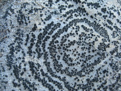 Rhizocarpon concentricum