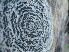 Rhizocarpon concentricum