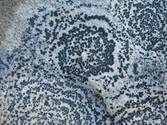 Rhizocarpon concentricum