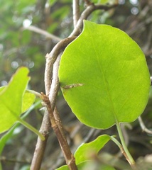 Pyroderces apparitella