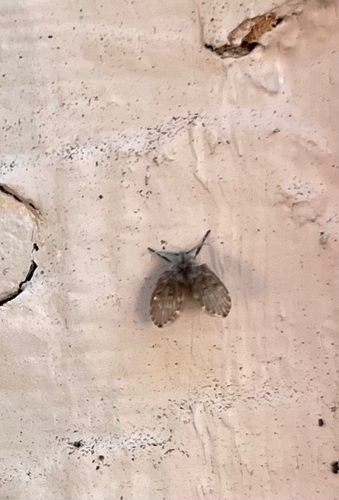 Unknown species found near Thurston County, US-WA, US
