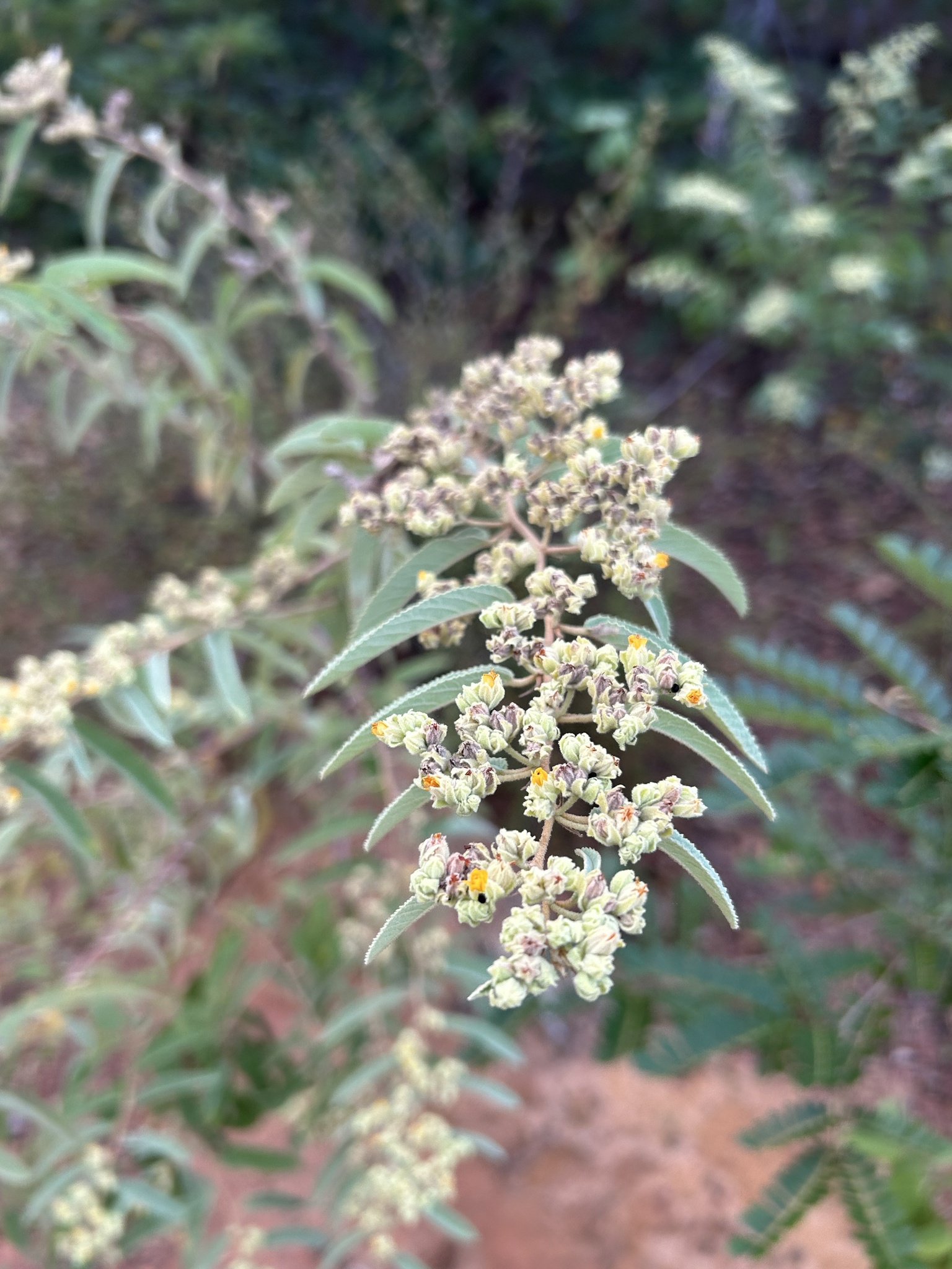 Waltheria brachypetala