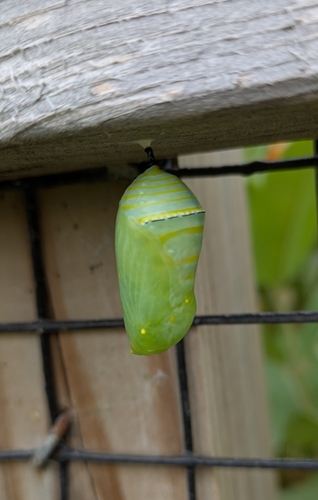 Monarch photographed in Iowa