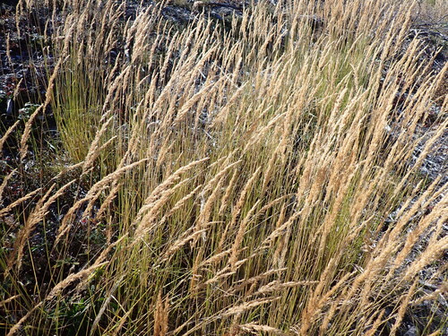 Calamagrostis inexpansa observed 2025-09-14