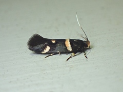 Macrobathra alternatella