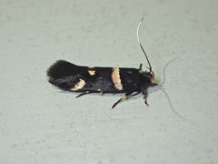 Macrobathra alternatella