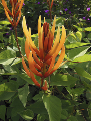 Erythrina leptorhiza
