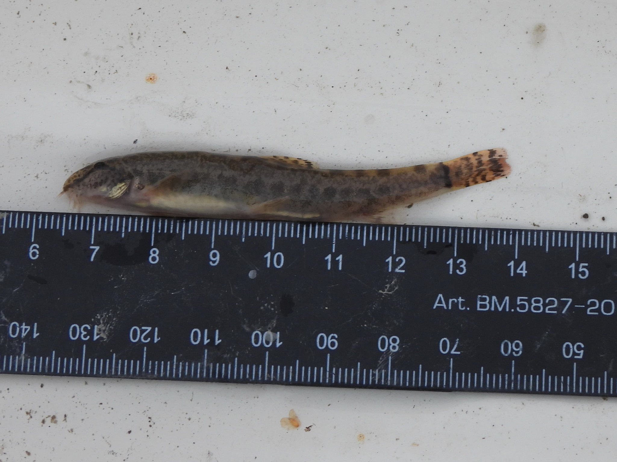 Northern Golden Loach photo 4