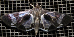 Desmia bajulalis