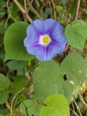 Ipomoea parasitica