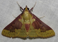 Polygrammodes ponderalis