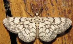 Hymenomima camerata