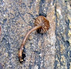 Lyophyllum anthracophilum