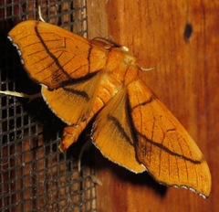 Anarmodia