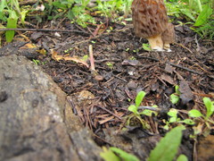 Lyophyllum anthracophilum