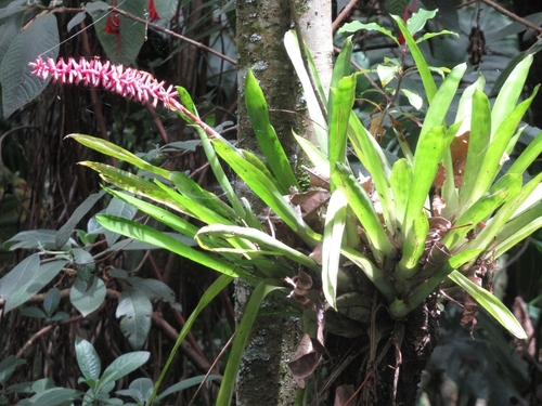 Aechmea gamosepala