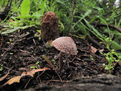 Psathyrella pennata