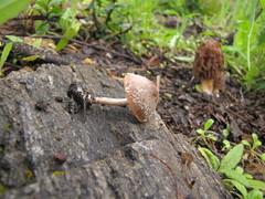 Psathyrella pennata