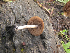 Psathyrella pennata